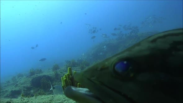  Two Curious Fishes under the Water