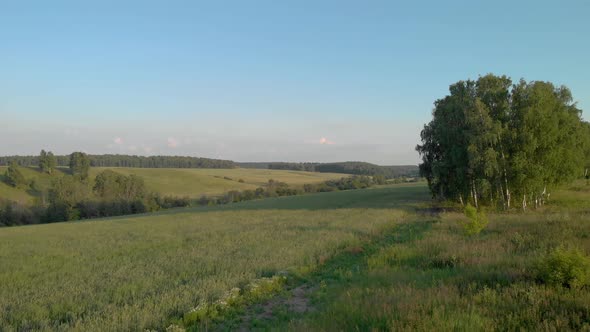 Green field in front of the forest