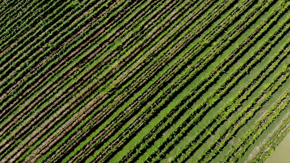 Aerial view of vineyard in Georgia. showing beautiful rows and landscape. alt
