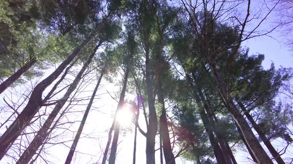 Sunlight piercing through tall trees in the middle of spring. alt