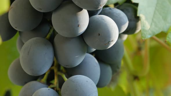 Tilting on  grape fruit  Vitaceae family product on woody vines healthy food  4K 2160p 30fps UltraHD alt