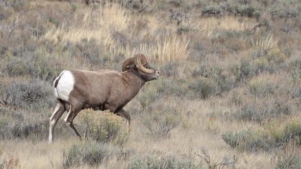 Big Horn Sheep ram running to catch up to herd in the Wyoming wilderness alt