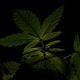 Canabis  - VideoHive Item for Sale