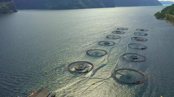 Farm Salmon Fishing in Norway alt