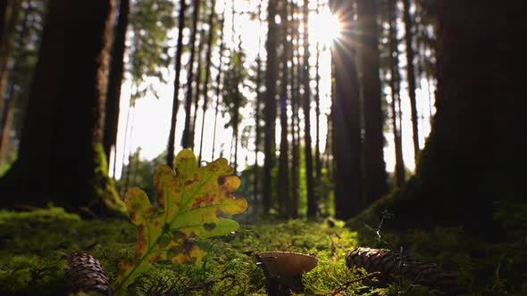 Lights on a heart shape inside of a autumnal leaf - Timelapse of the walking sun and the moving ligh alt
