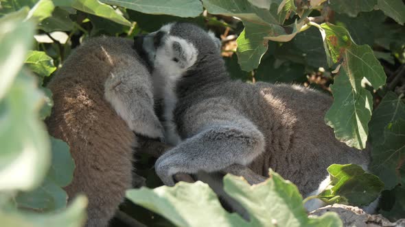 Funny Lemurs Playing and Cleaning the Fur of Each Other in a Leafy Tree in Summer