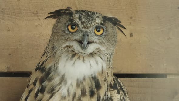 ZOOM IN, Eurasian Eagle owl in captivity turns toward camera alt