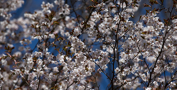 Sakura Cherry in Spring Time
