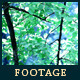 Forest 17 - VideoHive Item for Sale