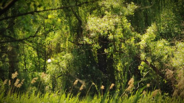 Summer Day Flying Fluff the Poplars alt