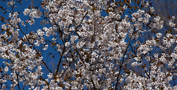 Blooming Sakura Cherry
