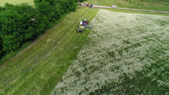 Aerial view of harvesting chamomile fields. White daisies. alt