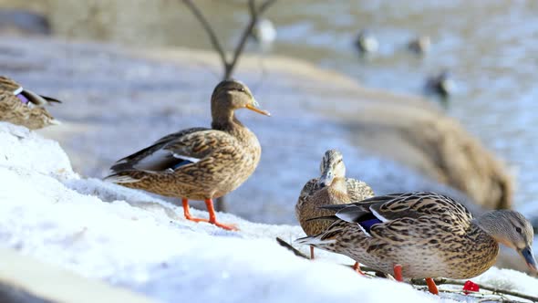 Ducks and drakes in the wild. Early spring. Ducks on the river bank close-up.