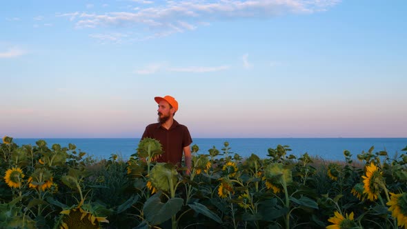 Young man in orange cap in yellow sunflowers crops field on sunset sea shore Local hiking travel