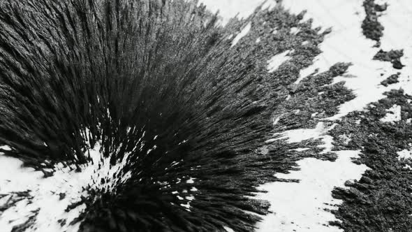 Black Metal Shavings Peek As a Reaction To Magnetic Pull alt