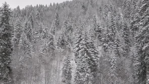 Flight above winter forest in Bakuriani, Georgia alt