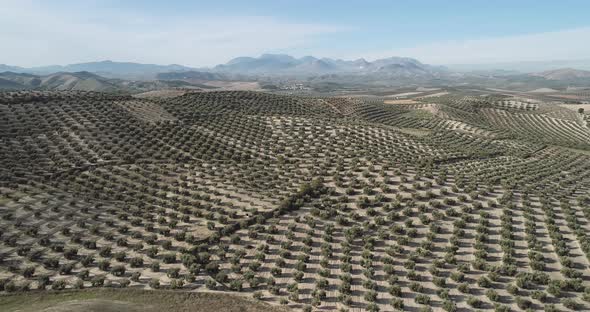 Olive Trees Fields in Jaen Near Cazorla Andalucia Spain