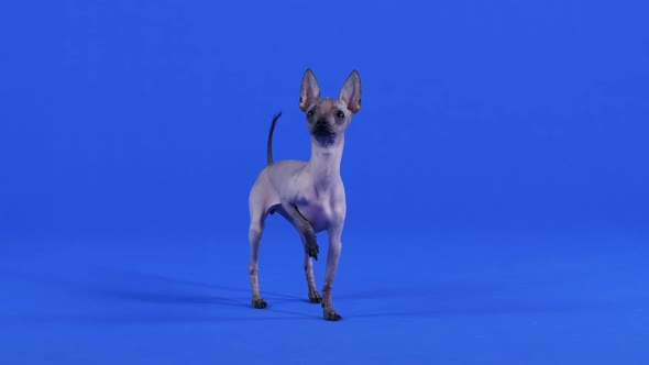 Front View of the Xoloitzcuintle Standing in the Studio Against a Blue Background alt