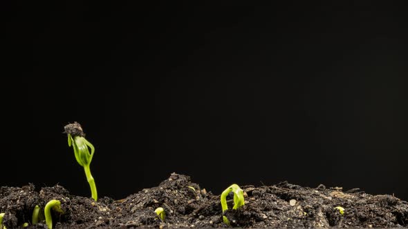 Timelapse Growing water spinach plants. New life plants growing dance.