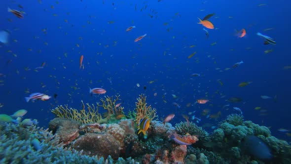 Tropical Colourful Underwater Seascape alt