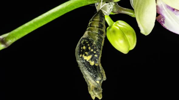 Development and Transformation Stages of Lime Butterfly -Papilio Demoleus - Malayanus Hatching Out alt