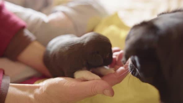 A two week old puppy on a human hand, with its mother alt