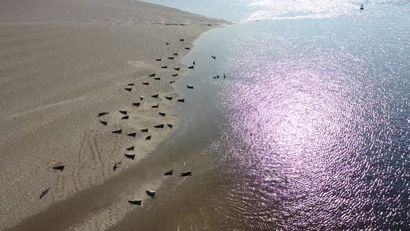 Aerial View of Seal Colony Resting on Sandbanks in County Donegal - Ireland alt