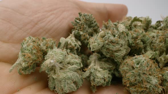 Marijuana Buds in a Hand Against White Background alt