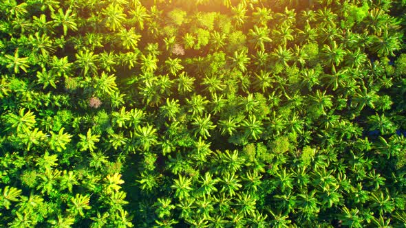 An aerial view from a drone flying over a beautiful green coconut grove alt