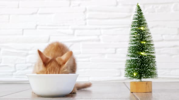 Little ginger hungry tabby kitten eats on a light brick background with christmas tree.
