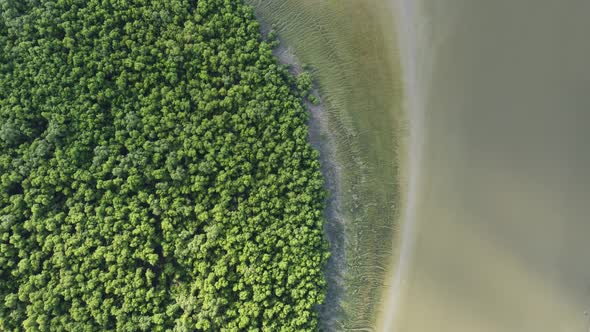 Aerial view look down mangrove trees alt