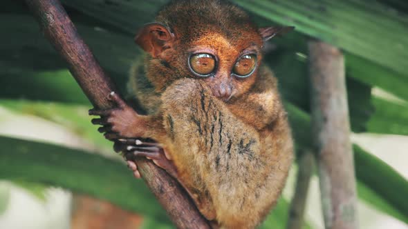 Tarsier Sanctuary Philippines Primate Looks His Big Eyes