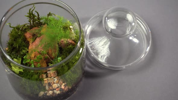 Glass Florarium Vase Top View with Different Type of Plants Inside