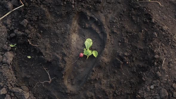The Vegetable Is in the Footprint of a Person