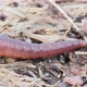 Earthworm - VideoHive Item for Sale
