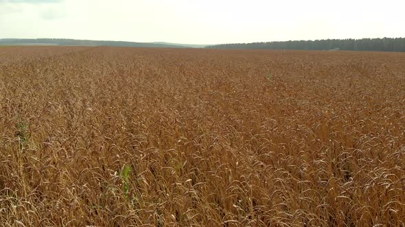 Field with Ripe Wheat Waved By Light Wind Against Forests