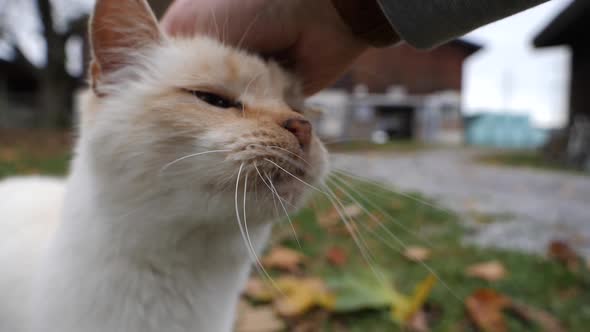 Close up of young baby cat enjoying stroking fur by hand outdoors.Slow motion. alt
