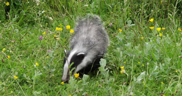 European Badger, meles meles, Adult walking on Grass, Normandy in France, Slow motion 4K alt