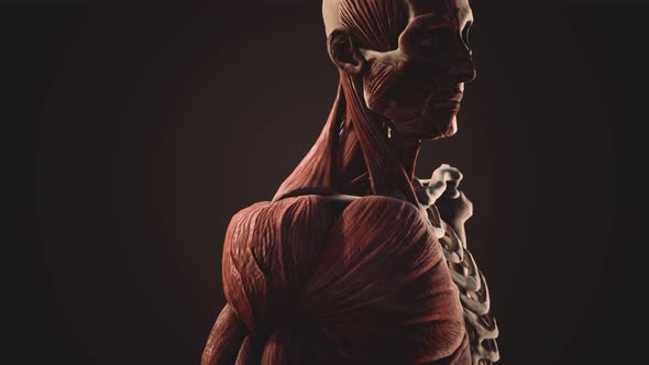 Muscular and Skeletal System of Human Body