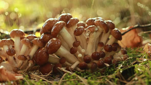 Armillaria Mushrooms of Honey Agaric in a Sunny Forest in the Rain alt
