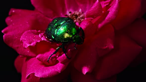 Close-up View of Green Rose Chafer - Cetonia Aurata Beetle on Red Rose. Amazing Bug Is Among Petals alt