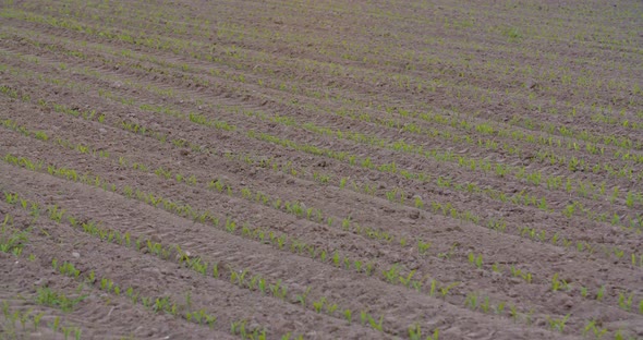 Young Wheat Growing at Agriculture Field alt