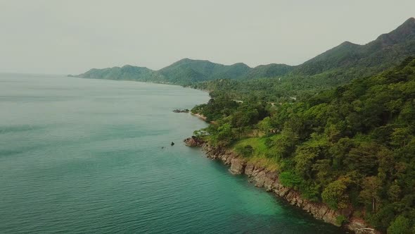 Flying Over the Sea and Mountain Palm Forest