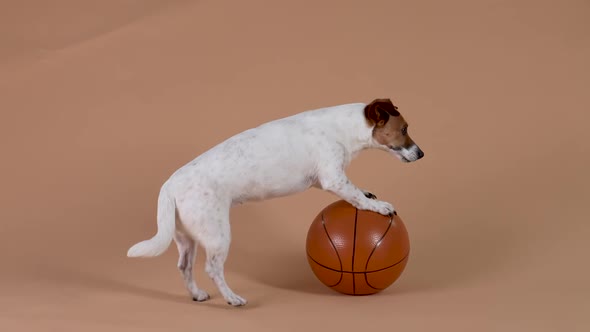 A Side View of a Jack Russell Dog Rolling a Basketball with His Front Paws While Standing on His alt
