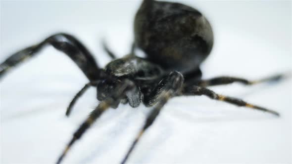 Spider. Macro 2