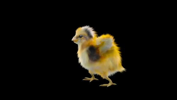 28 Baby Chicks Dancing HD alt