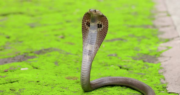 Indian spectacled Cobra snake with hood up mid shot green surroundings alert alt