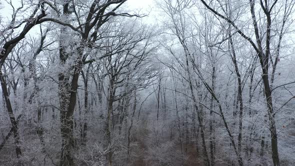 Forest Path in Winter alt