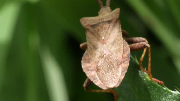Macro shot of a brown bug with long feeler crawling on the edge of a green leave in slow motion. alt
