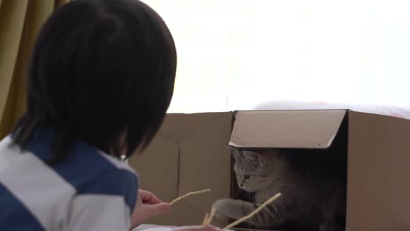 Cute Asian Child Feeding Snack Cats At Home alt